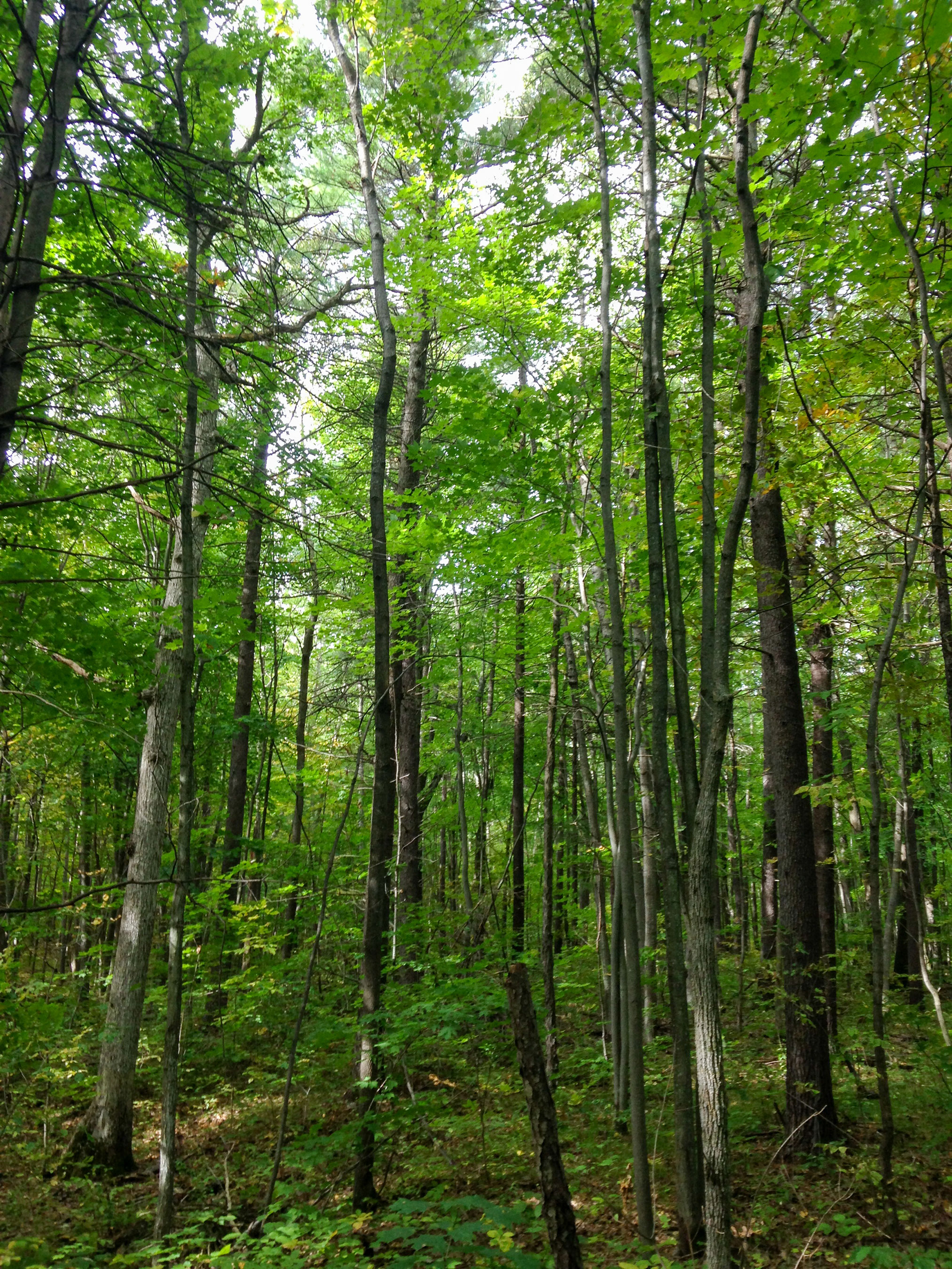 A dense forest with tall, slender trees and a variety of green foliage.
