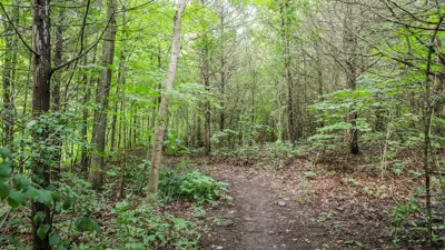 A serene pathway meandering through a lush, green forest with sunlight filtering through the canopy above.