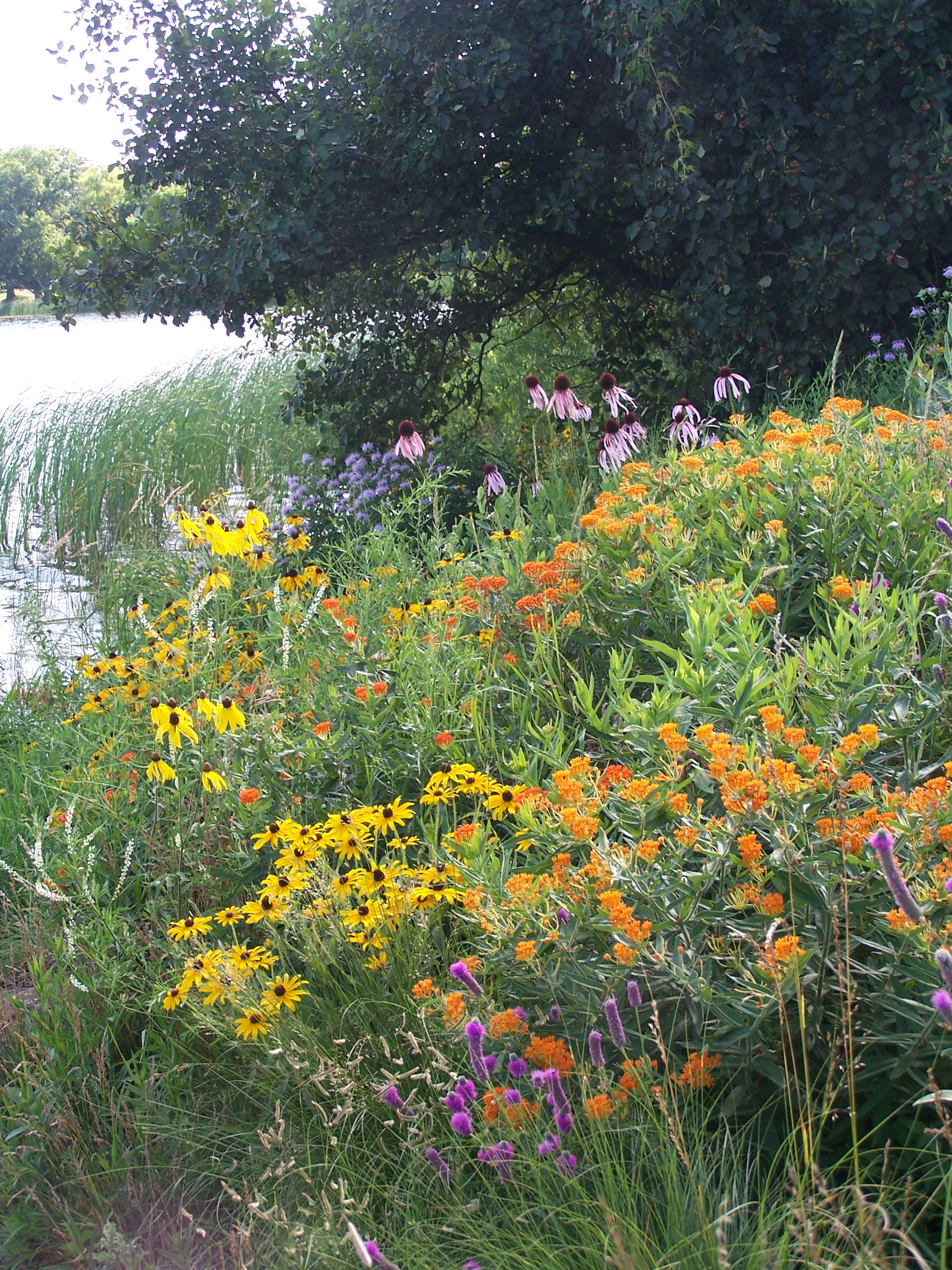 Healthy Yards Banner