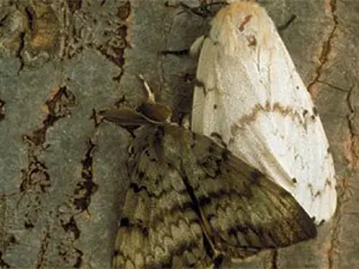 Male and female spongy moth