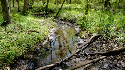 A small stream meanders through a lush, sunlit forest filled with green undergrowth and scattered fallen branches.