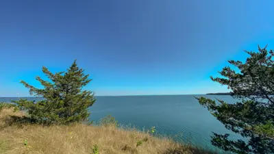 Coastal landscape under clear blue skies, featuring a grassy cliff edge and pine trees overlooking a calm sea.
