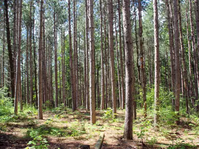 Image of a dense forest with tall, straight trees and a sunlit underbrush filled with smaller green plants.