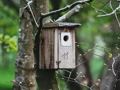 A weathered wooden birdhouse attached to a tree in a lush green setting.