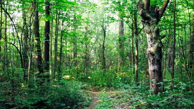 A serene path winds through a lush, green forest with dense foliage and a variety of trees, some with gnarled trunks. Sunlight filters softly through the leaves, creating dappled patterns on the forest floor.