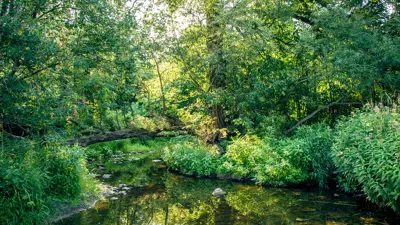 Stream flowing through a lush green forest with sunlight filtering through the trees.