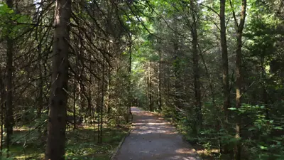 A tranquil pathway winds through a lush forest with tall, densely packed trees casting dappled shadows on the path.