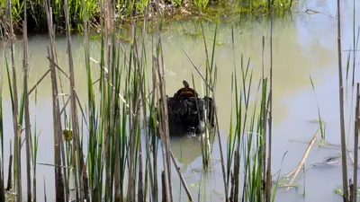 A turtle resting on a partially submerged log amid reeds in a calm pond.