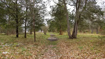 A serene nature trail flanked by trees with leaves scattered on the ground, hinting at early autumn.