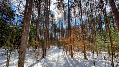 Sunlight filters through the tall trees of a snow-covered forest, highlighting a pathway and patches of orange leaves among predominantly bare trunks.