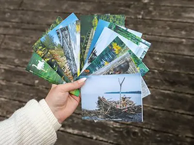 Nature-inspired note cards.