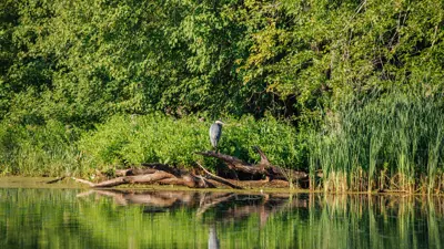 A great blue heron perched on a log by a lush, green lakeside, with dense foliage in the background.